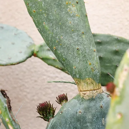 Lithodia - Λιθωδία * Кавала