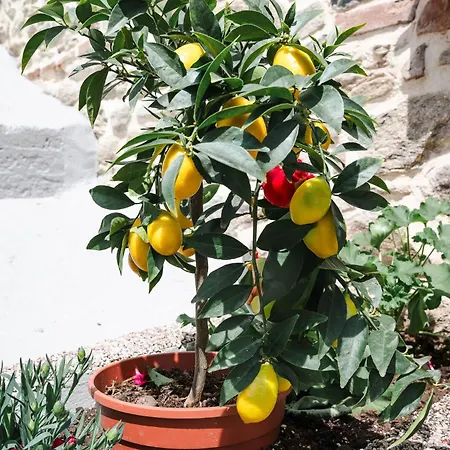 Апартаменты Lithodia - Λιθωδία