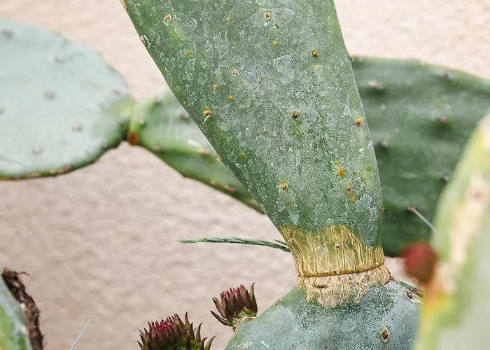 Lithodia - Λιθωδία * Cavala