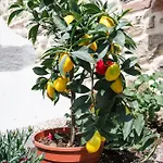 Appartement Lithodia - λιθωδία