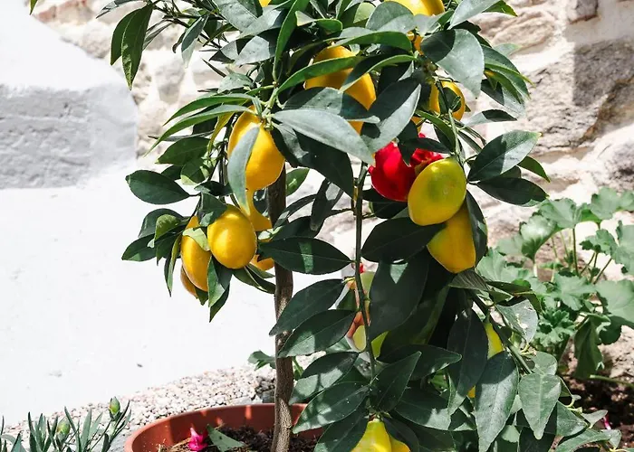 Apartmán Lithodia - λιθωδία